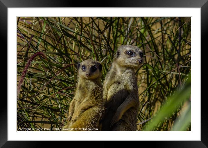 Mongoose in the zoo Framed Mounted Print by Yagya Parajuli
