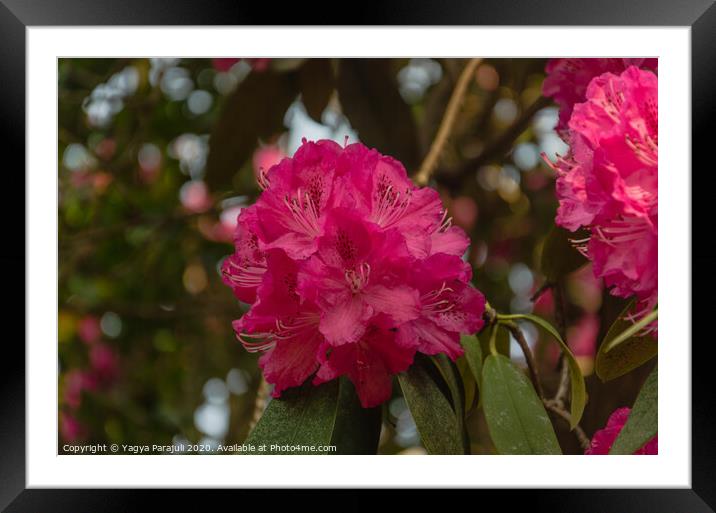 Rhododendron red flower with greenery Framed Mounted Print by Yagya Parajuli