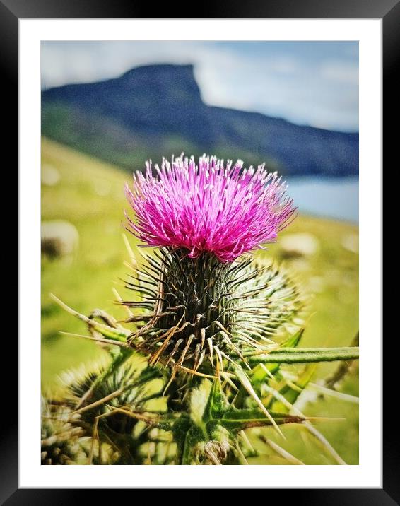 Thistle of Skye Framed Mounted Print by Antony Atkinson