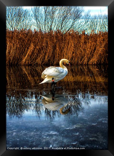Swans of Chester-le-Street  Framed Print by Antony Atkinson