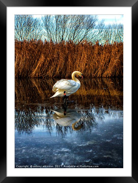Swans of Chester-le-Street  Framed Mounted Print by Antony Atkinson