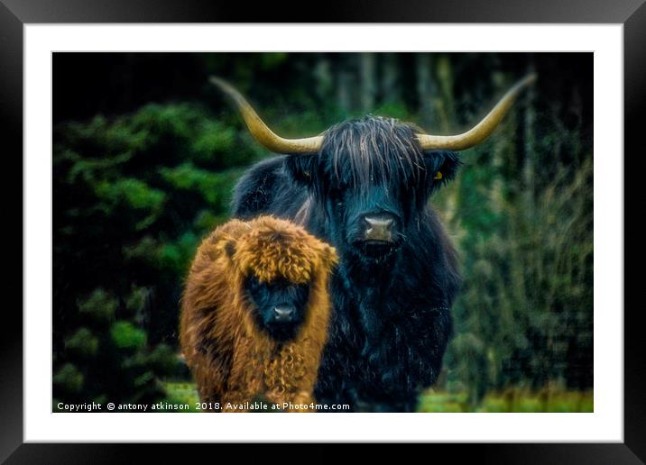 Mother and Calf Framed Mounted Print by Antony Atkinson