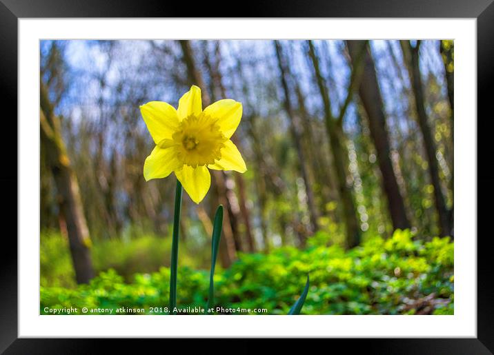 The Narcissus Daffodil Framed Mounted Print by Antony Atkinson