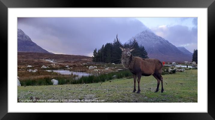 A herd of sheep standing on top of a mountain Framed Mounted Print by Antony Atkinson