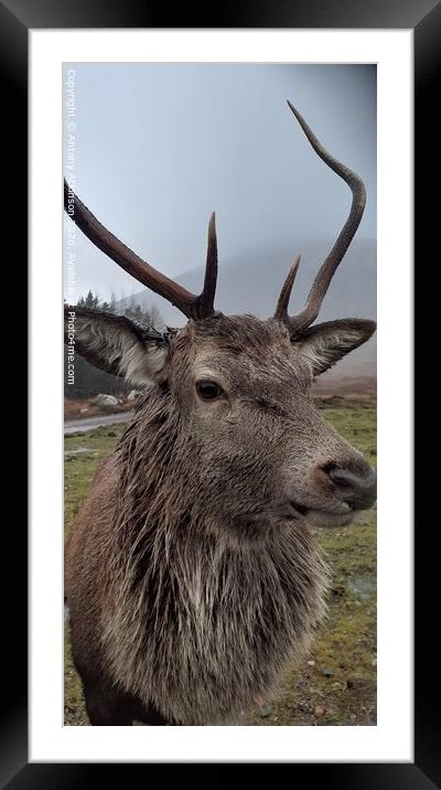 Highland Stag Framed Mounted Print by Antony Atkinson