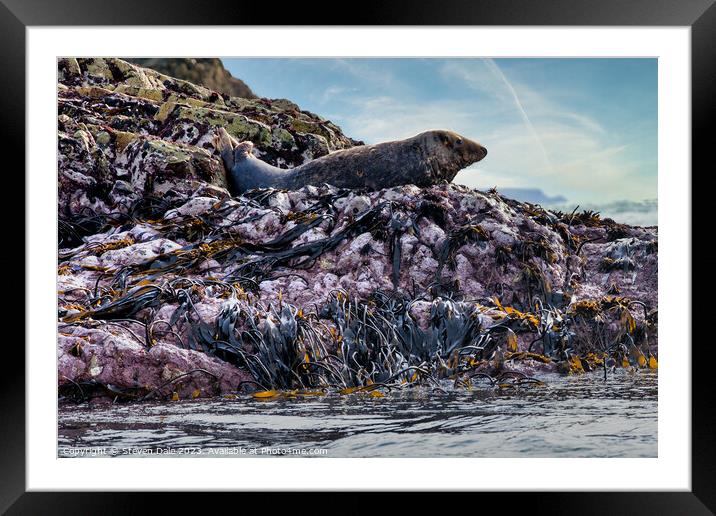 Solitary Atlantic Grey Seal atop Rocky Expanse Framed Mounted Print by Steven Dale