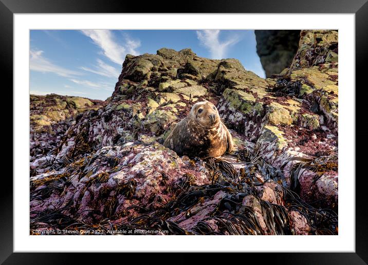 Grey Seal on rocks, Ramsey Island, Wales Framed Mounted Print by Steven Dale