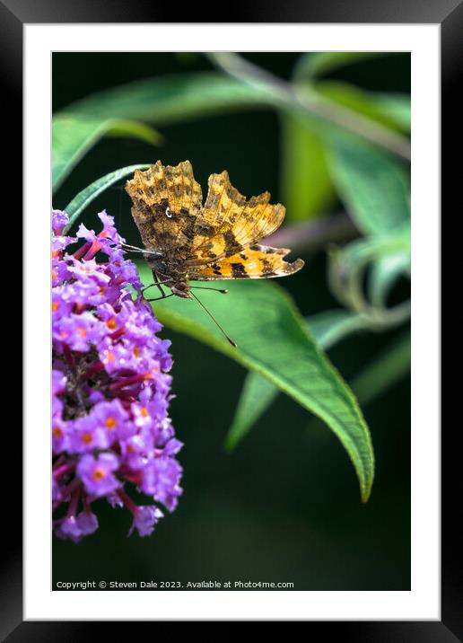 Comma (Polygonia c-album) Butterfly Framed Mounted Print by Steven Dale