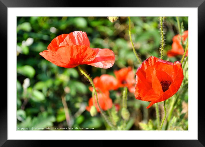 beautiful red poppies Framed Mounted Print by Steven Dale