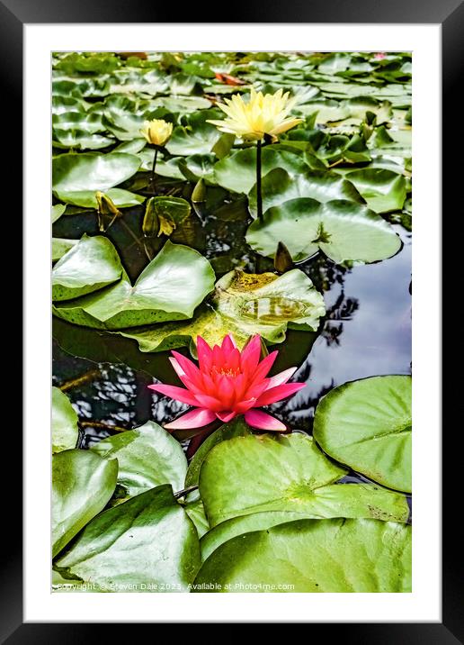 Monserrate Park Palace Garden Water Lilies Framed Mounted Print by Steven Dale