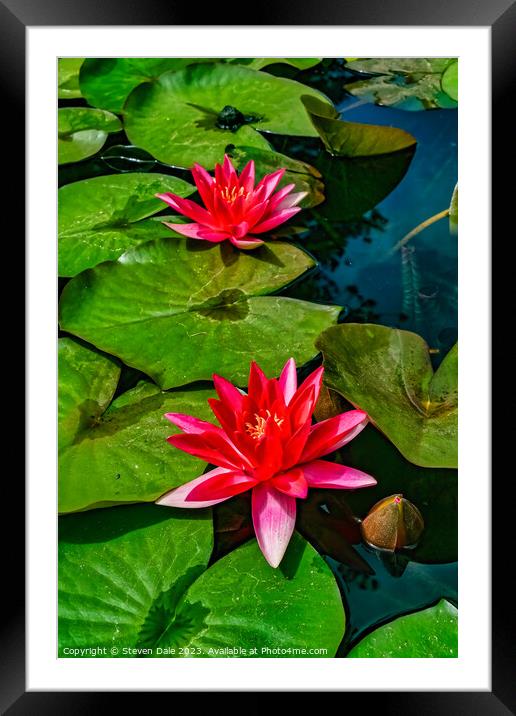 Monserrate Park Palace Garden Pink Water Lilies Framed Mounted Print by Steven Dale
