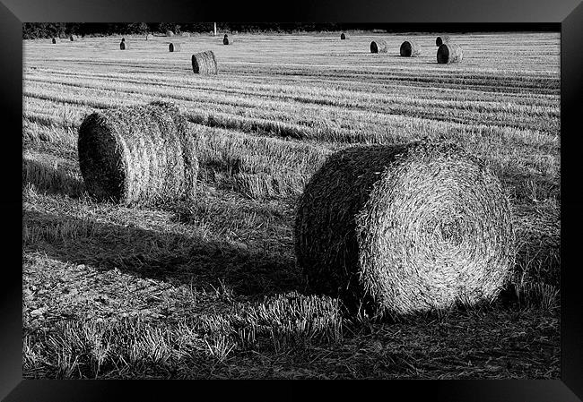 Serene Tuscan Harvest Framed Print by Steven Dale