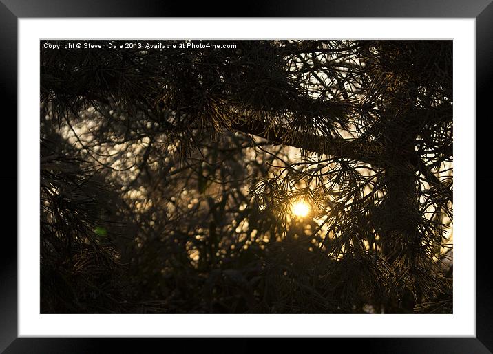 Sunlight through branches Framed Mounted Print by Steven Dale