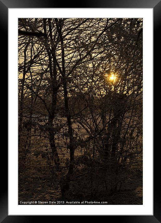 Winter's Radiance Among the Trees Framed Mounted Print by Steven Dale