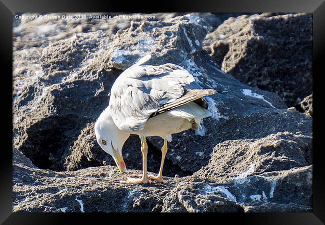 Captivating Seagull Amidst Cascais Rocks Framed Print by Steven Dale