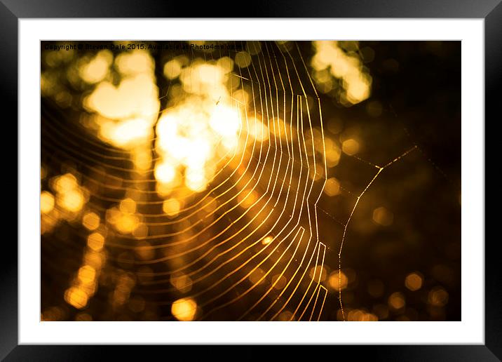 Dawning Radiance: Nature's Intricate Miracles Framed Mounted Print by Steven Dale