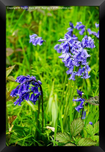 Enchanting Bluebell Brilliance in Essex Framed Print by Steven Dale