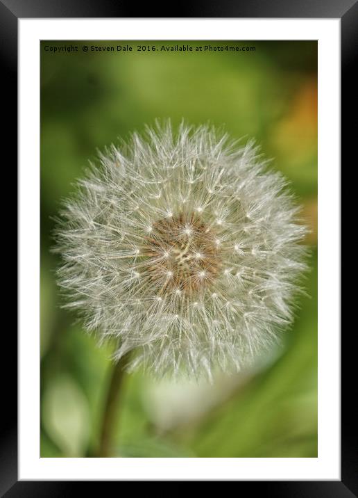 Unassuming Beauty: The Quintessential Dandelion Framed Mounted Print by Steven Dale