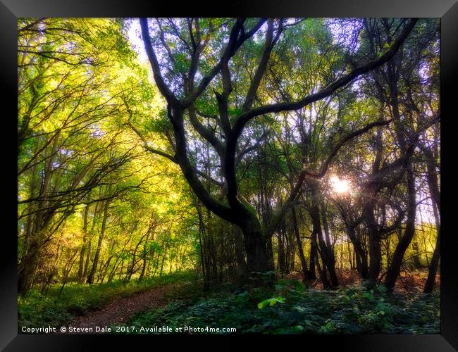 Woodland Reverie: Colchester's Enchanted Escape Framed Print by Steven Dale