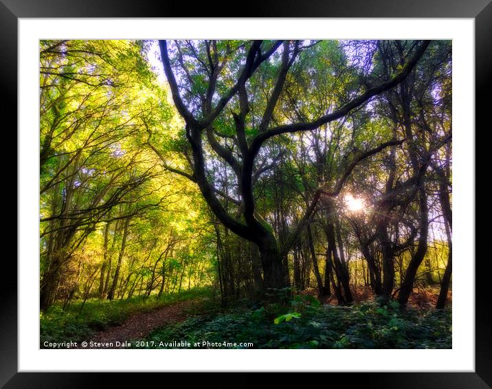 Woodland Reverie: Colchester's Enchanted Escape Framed Mounted Print by Steven Dale