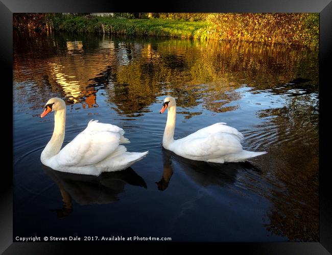 Two swans a swimming Framed Print by Steven Dale