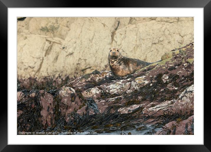 Atlantic Grey Seal Immersed in Pembrokeshire's Bea Framed Mounted Print by Steven Dale