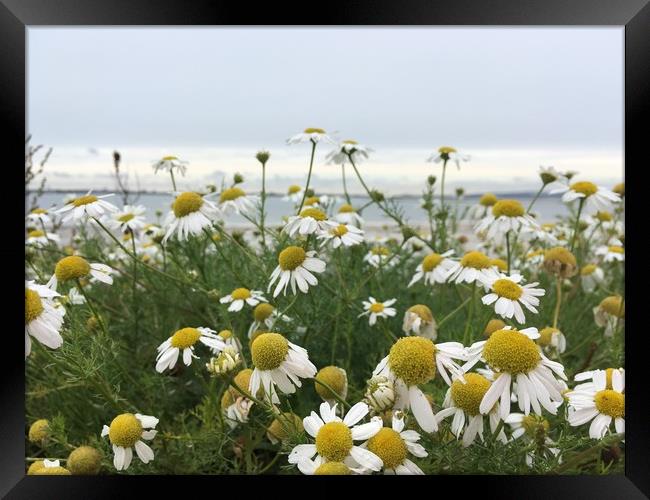 Giant Michaelmas Daisies on Hayling Island Framed Print by Tess Chalmers