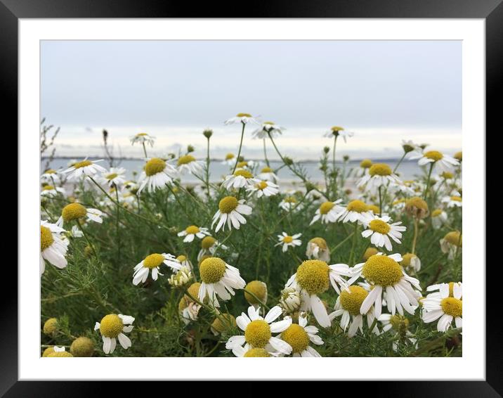 Giant Michaelmas Daisies on Hayling Island Framed Mounted Print by Tess Chalmers