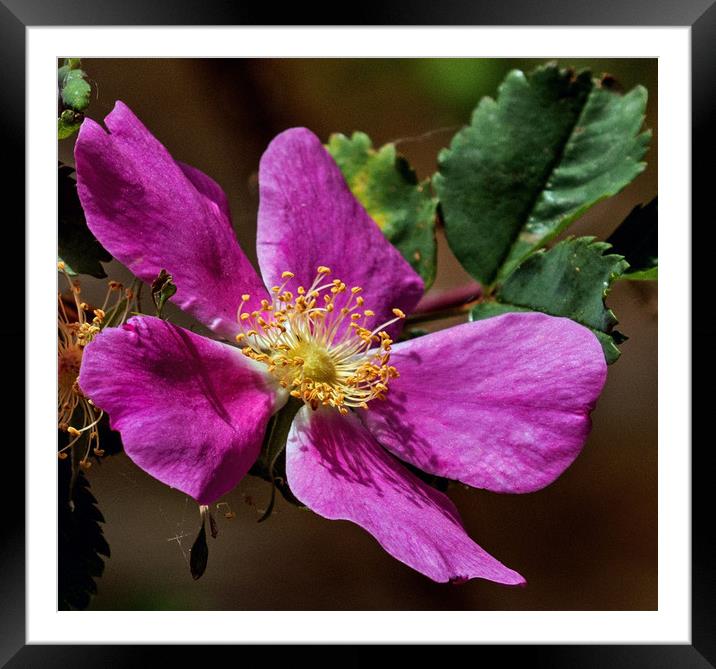 Wild Mountain Rose Framed Mounted Print by Janet Mann