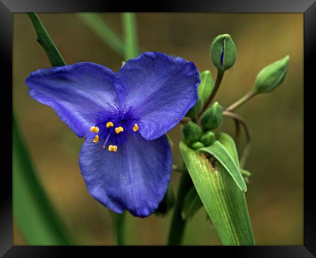 Blue Wild Flower Colorado Framed Print by Janet Mann