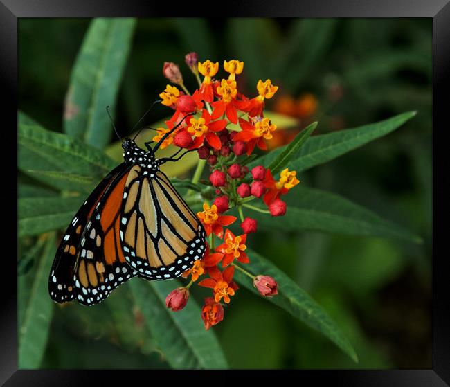 Monarch Butterfly Framed Print by Janet Mann
