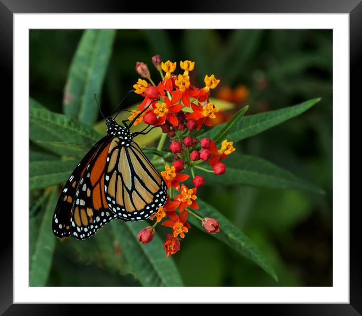 Monarch Butterfly Framed Mounted Print by Janet Mann