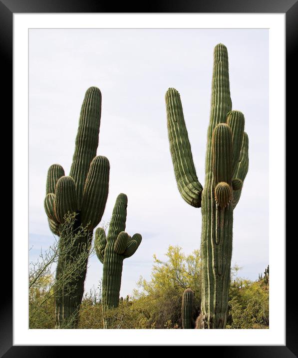 Saguaro Cacti Framed Mounted Print by Janet Mann