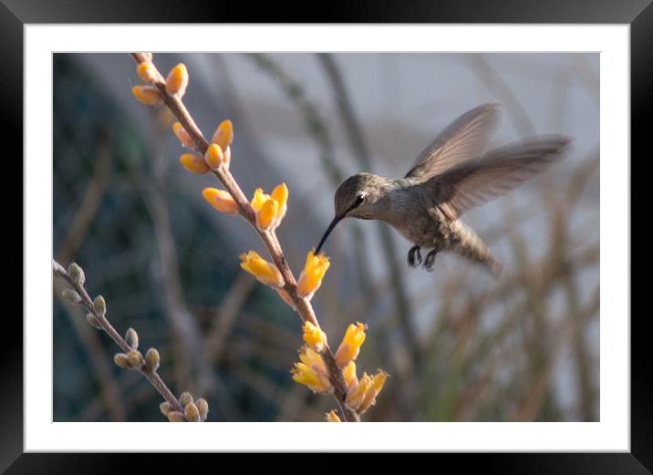 Hummingbird Feeding Framed Mounted Print by Janet Mann