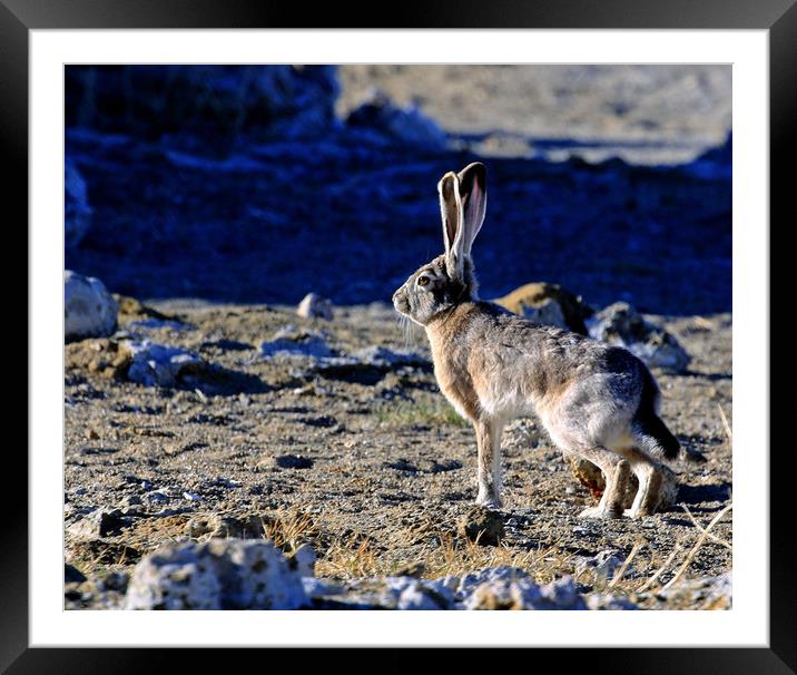 Jack Rabbit on the Prowl Framed Mounted Print by Janet Mann