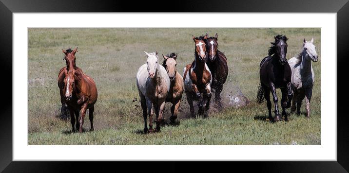 Galloping Horses Framed Mounted Print by Janet Mann