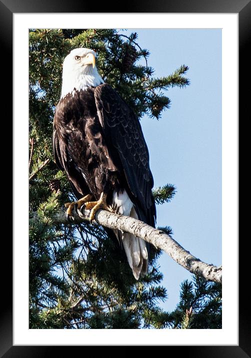 Bald Eagle Perches Framed Mounted Print by Janet Mann