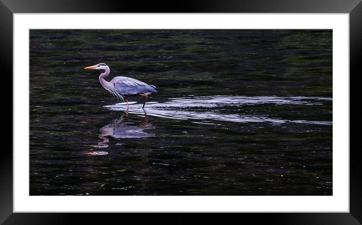 A Grey Heron Wading inte Water Framed Mounted Print by Janet Mann