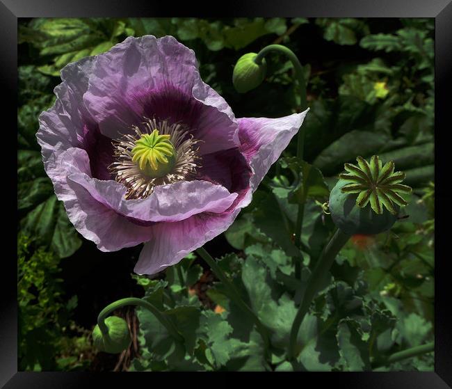 Closeup of Purple Poppy  Framed Print by Janet Mann
