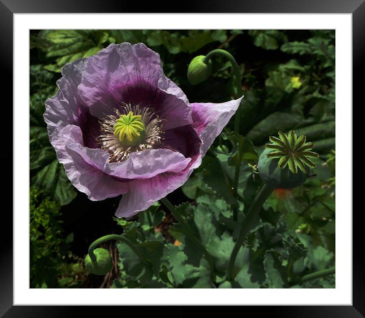 Closeup of Purple Poppy  Framed Mounted Print by Janet Mann
