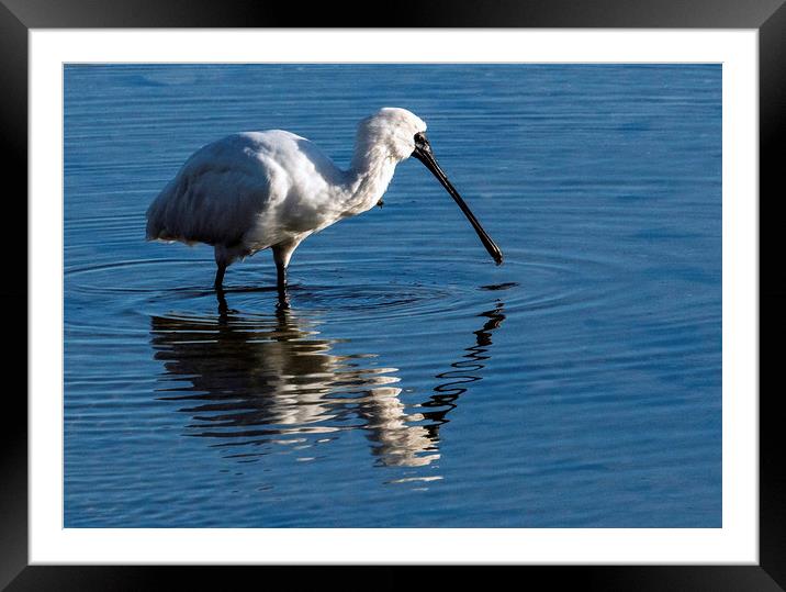 Royal Spoonbill Framed Mounted Print by Janet Mann