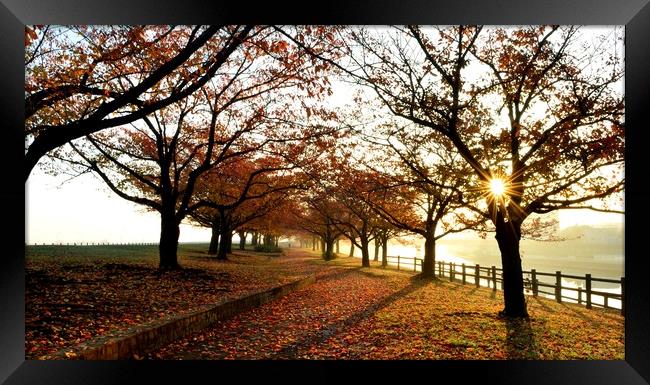 Autumn Sunrise on the Arakawa Framed Print by Justin Bowdidge