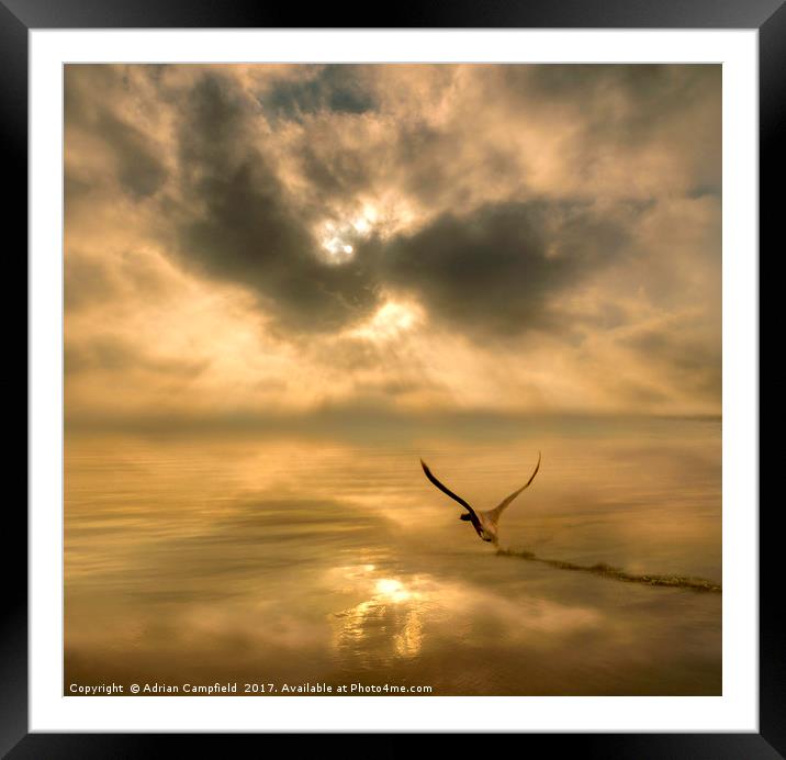 Swan Taking Off Over the River Thames Framed Mounted Print by Adrian Campfield