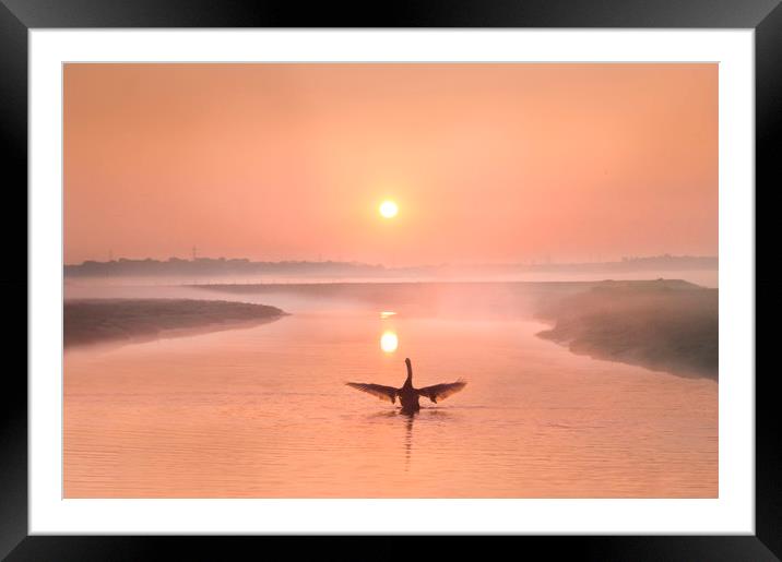 Swan at Sunrise on the River Darent Framed Mounted Print by Adrian Campfield