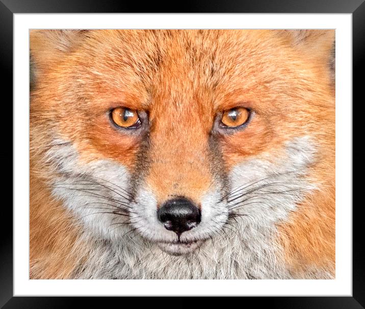 Portrait of an Red Fox Framed Mounted Print by Adrian Campfield