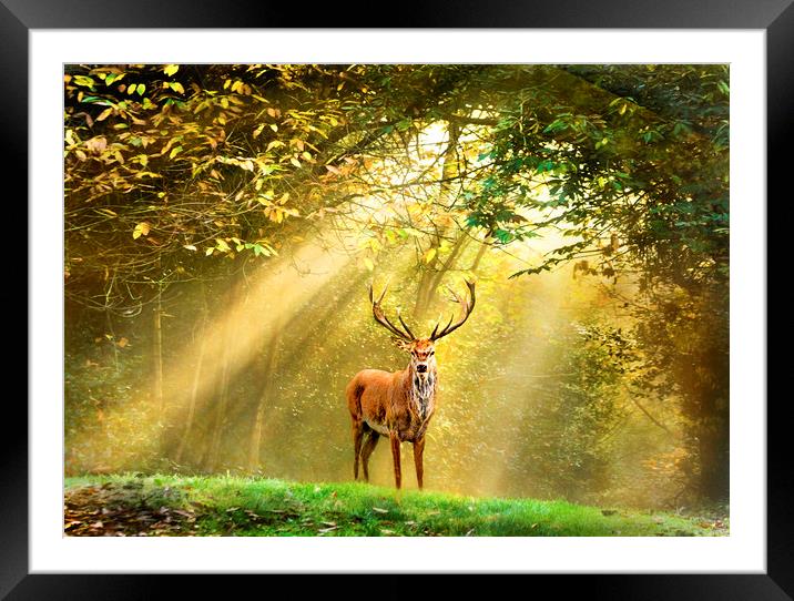 Red Deer Stag Framed Mounted Print by Adrian Campfield