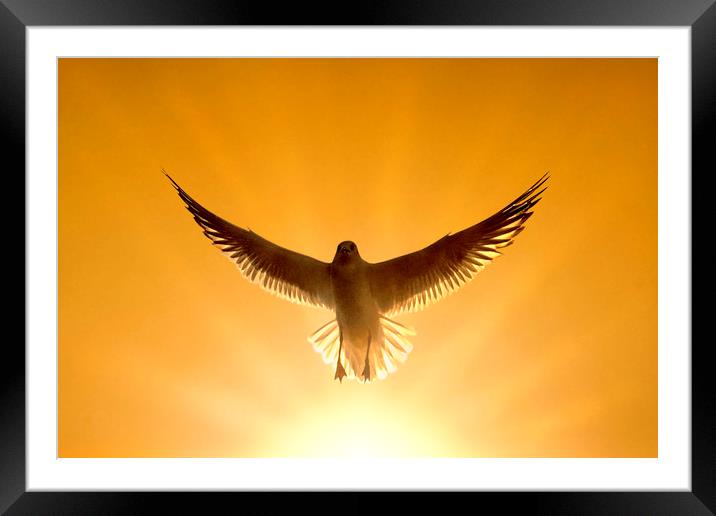 Angel of the Skies Framed Mounted Print by Adrian Campfield
