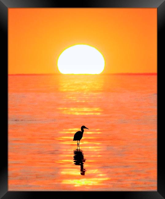 The Wading Heron Framed Print by Adrian Campfield