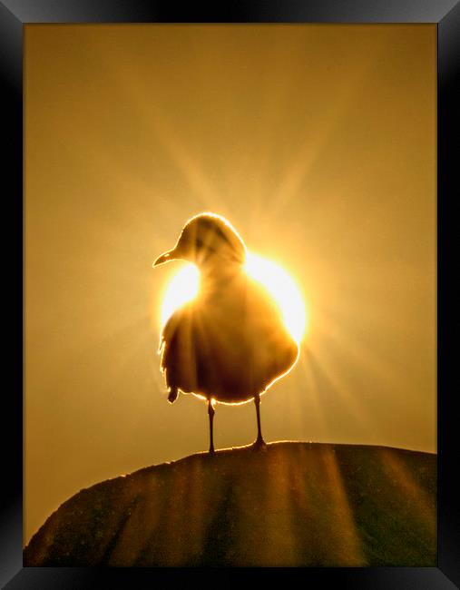 Sun Bird Framed Print by Adrian Campfield
