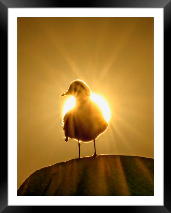 Sun Bird Framed Mounted Print by Adrian Campfield